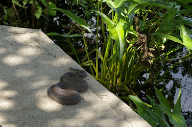 Northern Water Snake