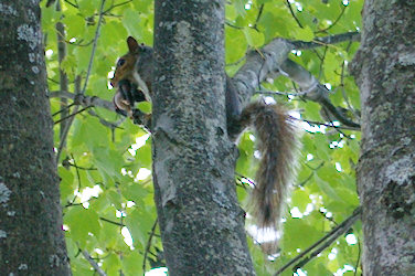 Eastern Gray Squirrel with baby