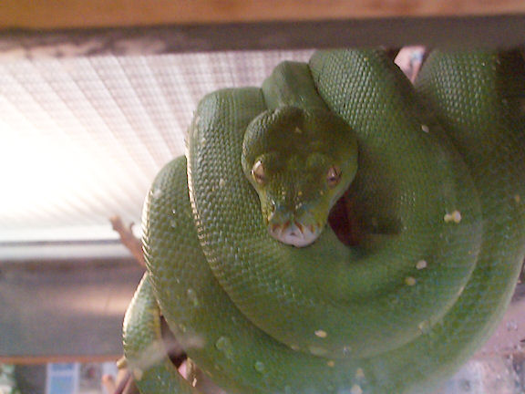 Dcp00816.jpg - Green Tree Python  (Morelia viridis) 