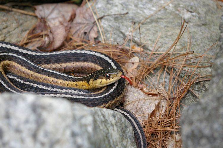 IMGP1988.jpg - Eastern Garter Snake  (Thamnophis sirtalis sirtalis) 