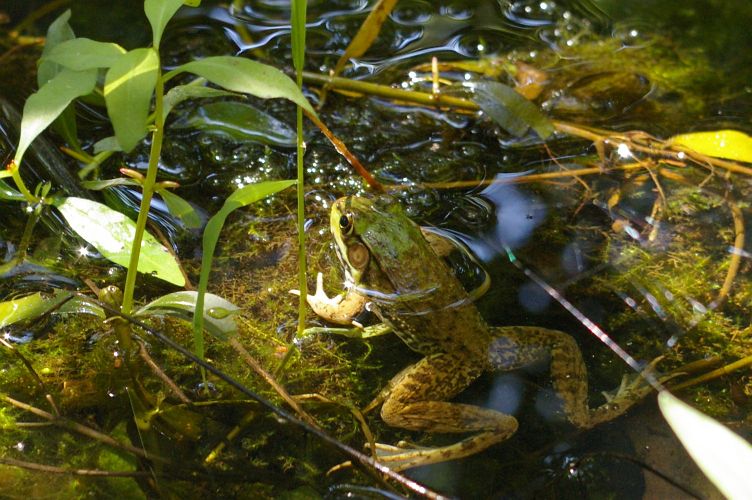 IMGP6359.jpg - Green Frog  (Rana clamitans) 