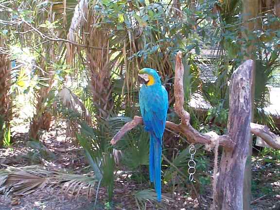 DCP01891.jpg - Blue & Gold Macaw  (Ara ararauna) 