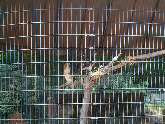 DCP02294.jpg - Red Tailed Hawks  (Buteo jamaicensis) 
