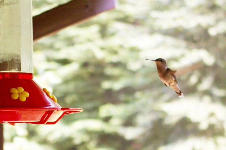 IMGP2533.jpg - Ruby-throated Hummingbird  (Archilochus colubris) 