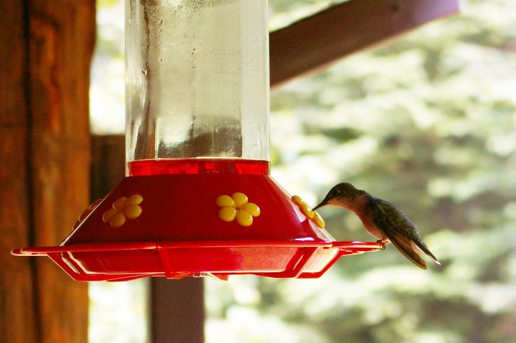 IMGP2534.jpg - Ruby-throated Hummingbird  (Archilochus colubris) 