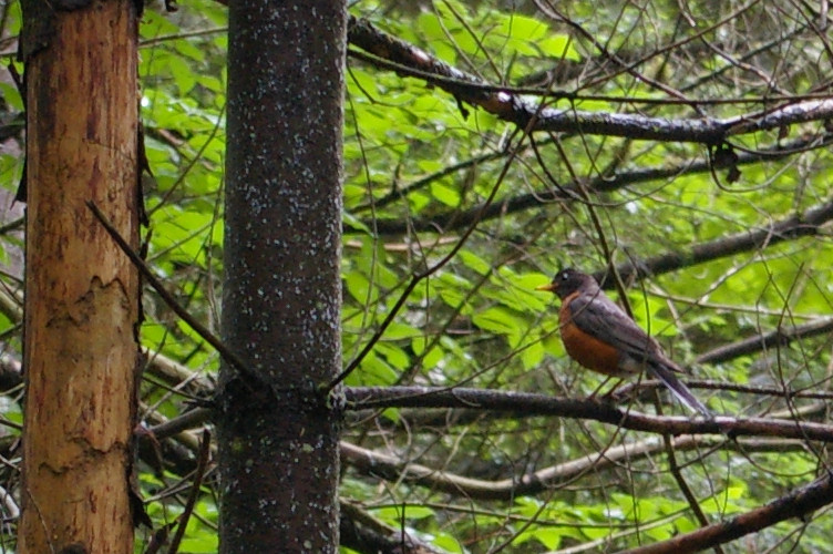IMGP2559.jpg - American Robin  (Turdus migratorius) 