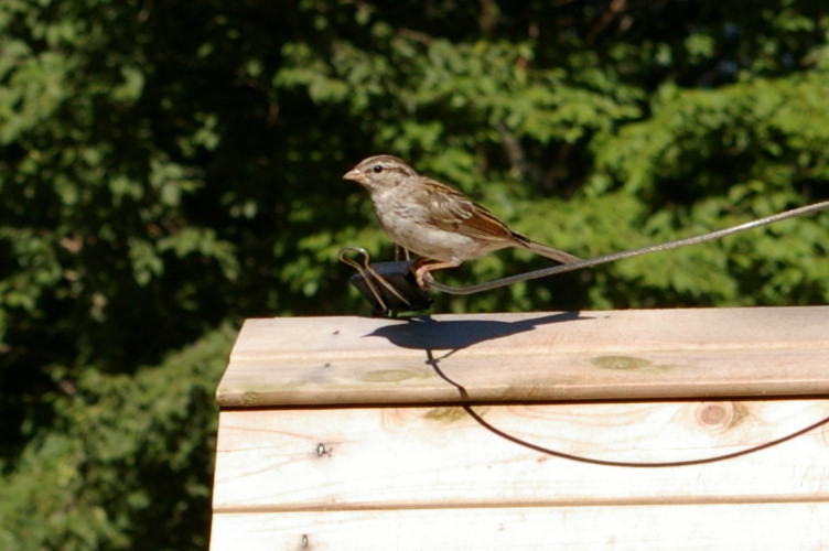 IMGP2764.jpg - Chipping Sparrow juvenile  (Spizella passerina) 