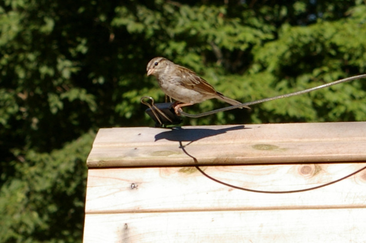 IMGP2766.jpg - Chipping Sparrow juvenile  (Spizella passerina) 