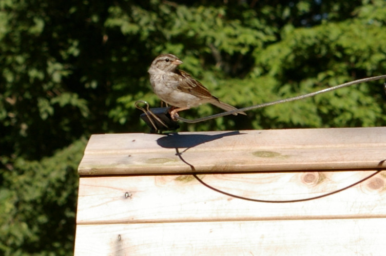 IMGP2767.jpg - Chipping Sparrow juvenile  (Spizella passerina) 