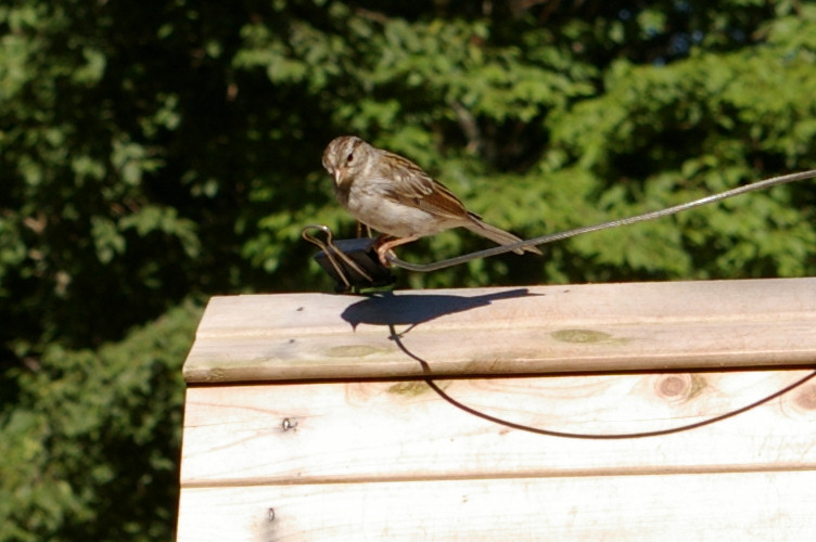 IMGP2771.jpg - Chipping Sparrow juvenile  (Spizella passerina) 