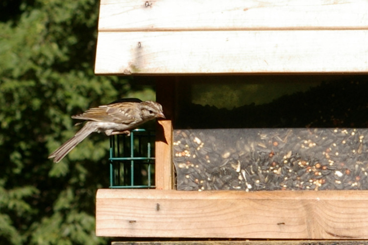 IMGP2775.jpg - Chipping Sparrow juvenile  (Spizella passerina) 