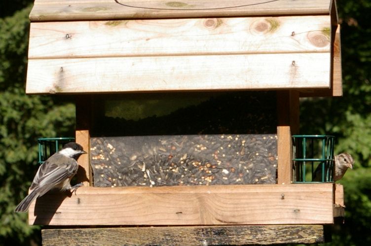 IMGP2780.jpg - Black-Capped Chickadee & Chipping Sparrow juvenile