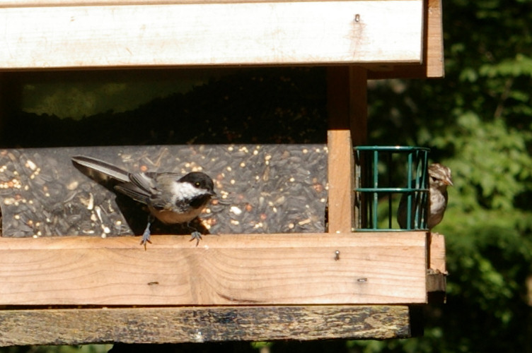 IMGP2787.jpg - Black-Capped Chickadee & Chipping Sparrow juvenile