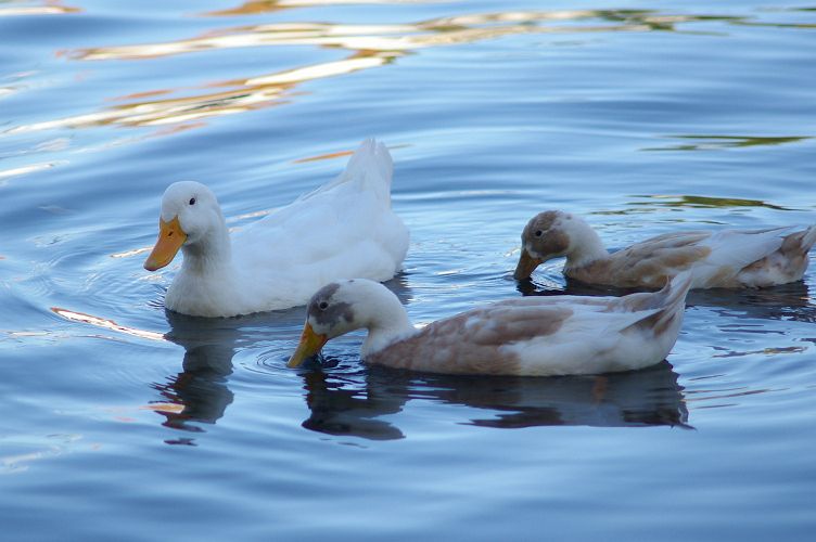 IMGP2975.jpg - Ducks