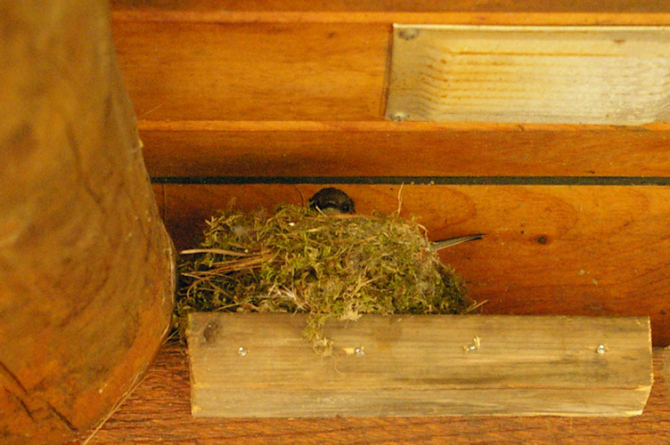 IMGP7867.jpg - Eastern Phoebe on Nest  (Sayornis phoebe) 