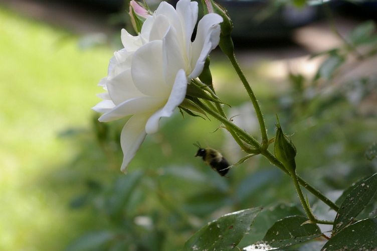 IMGP5960.jpg - Common Eastern Bumble Bee  (Bombus impatiens) 