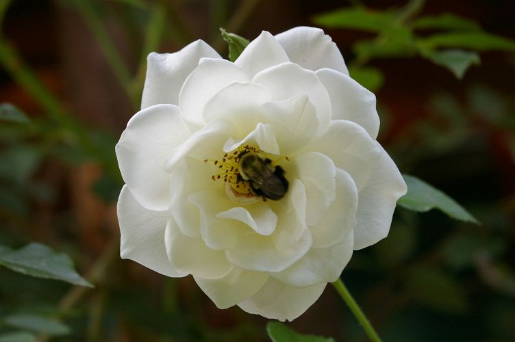IMGP5985.jpg - Common Eastern Bumble Bee  (Bombus impatiens) 