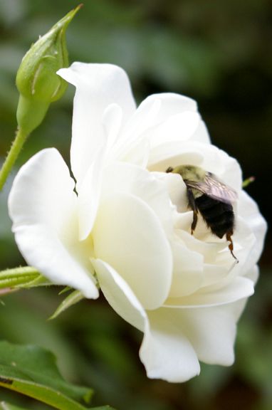 IMGP5986.jpg - Common Eastern Bumble Bee  (Bombus impatiens) 