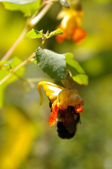 IMGP6398.jpg - Common Eastern Bumble Bee  (Bombus impatiens) 