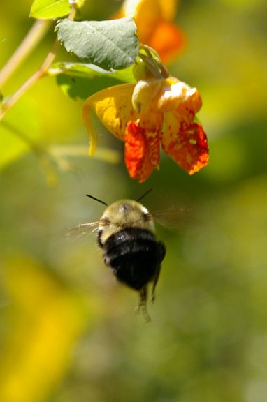 IMGP6400.jpg - Common Eastern Bumble Bee  (Bombus impatiens) 