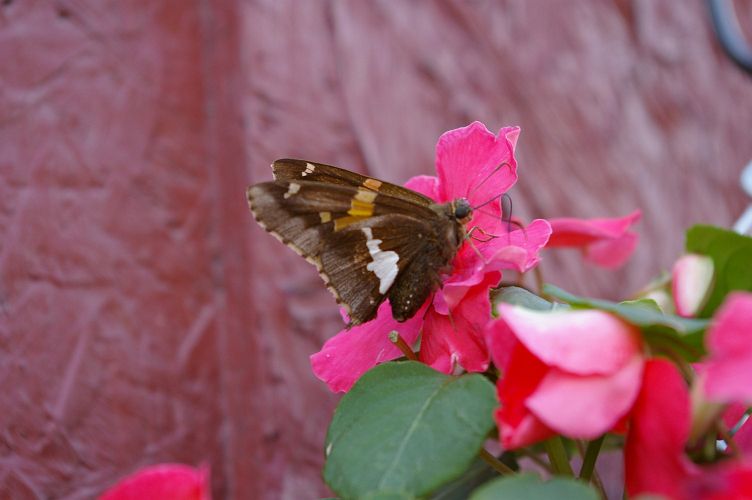IMGP5486.jpg - Silver-spotted Skipper  (Epargyreus clarus) 
