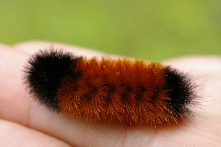 IMGP7128.jpg - Banded Woolly Bear Caterpillar  (Pyrrharctia isabella) 