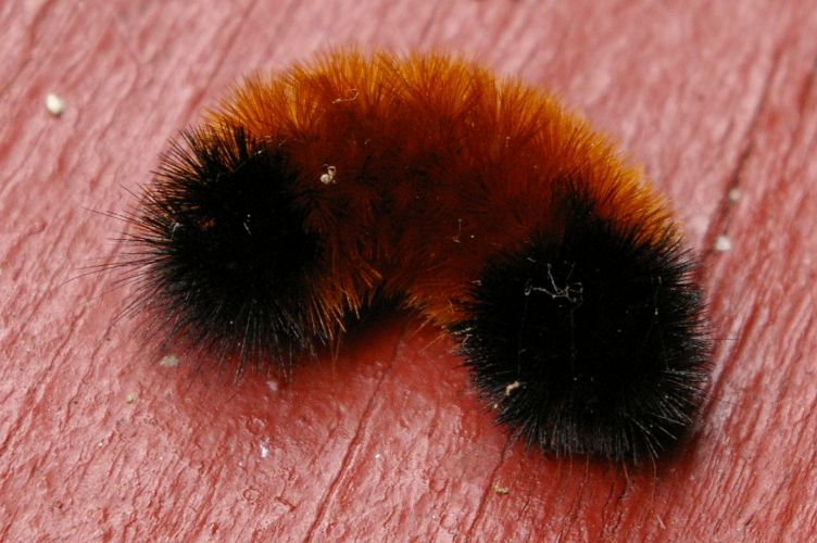 IMGP7129.jpg - Banded Woolly Bear Caterpillar  (Pyrrharctia isabella) 