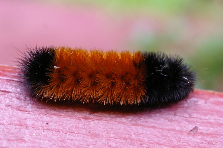 IMGP7138.jpg - Banded Woolly Bear Caterpillar  (Pyrrharctia isabella) 