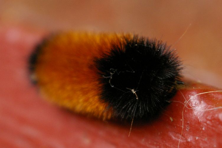 IMGP7148.jpg - Banded Woolly Bear Caterpillar  (Pyrrharctia isabella) 