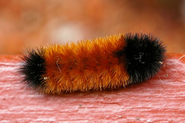 IMGP7151.jpg - Banded Woolly Bear Caterpillar  (Pyrrharctia isabella) 