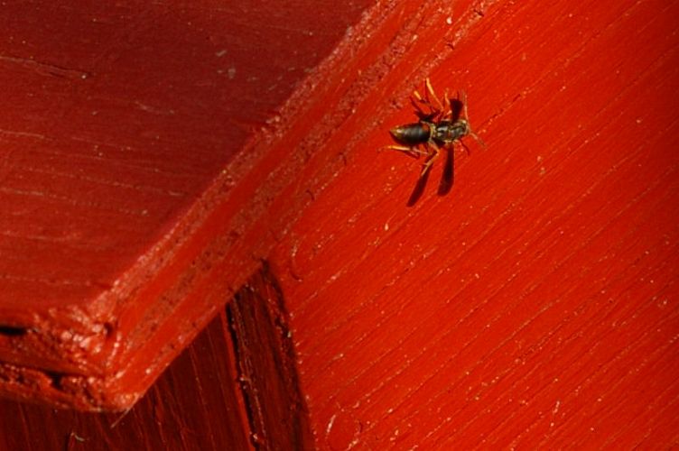 IMGP0931.jpg - Paper Wasp  (Polistes ?) 