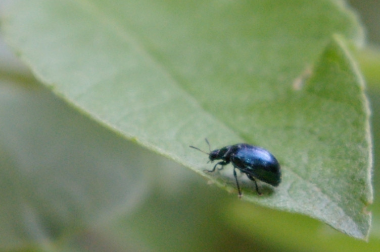 IMGP1833.jpg - Imported Willow Leaf Beetle  (Plagiodera versicolora) 