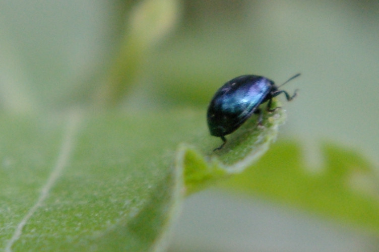 IMGP1846.jpg - Imported Willow Leaf Beetle  (Plagiodera versicolora) 