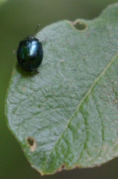 IMGP1864.jpg - Imported Willow Leaf Beetle  (Plagiodera versicolora) 