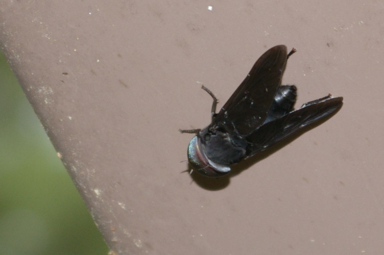 IMGP2512.jpg - Black Horse Fly  (Tabanus atratus) 