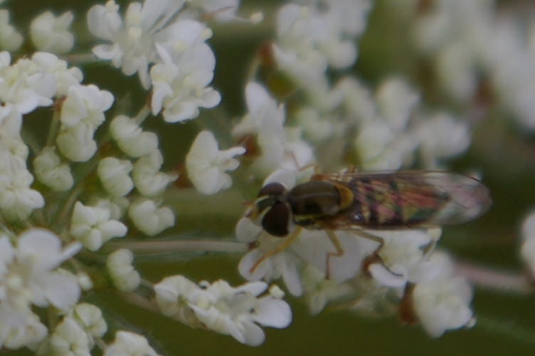 IMGP2663b.jpg - Syrphid Fly  (Toxomerus geminatus) 