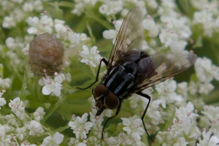 IMGP2680.jpg - Tachinid fly  (Tachinidae ? ?)  and unidentified egg sack