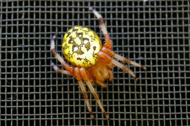 IMGP2816.jpg - Marbled Orbweaver Spider  (Araneus marmoreus) 