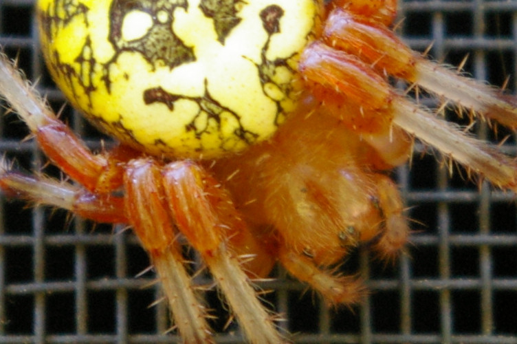 IMGP2816a.jpg - Marbled Orbweaver Spider  (Araneus marmoreus) 
