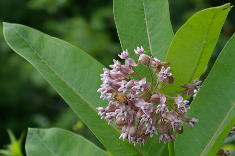 IMGP5363.jpg - Honey Bee  (Apis mellifera ligustica)  on Common milkweed