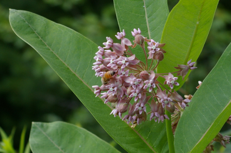 IMGP5364.jpg - Honey Bee  (Apis mellifera ligustica)  on Common milkweed