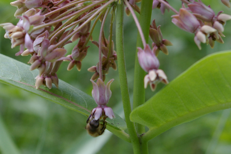 IMGP5365.jpg - Honey Bee  (Apis mellifera ligustica)  on Common milkweed