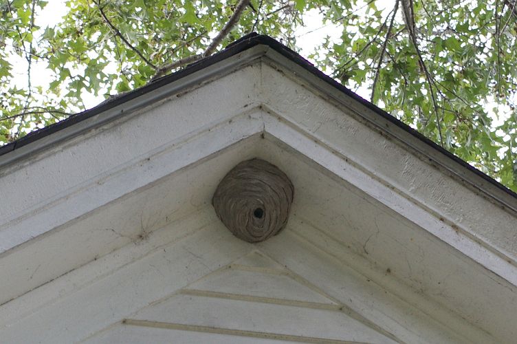 IMGP6075.jpg - Baldfaced Hornet Nest  (Dolichovespula maculata) 