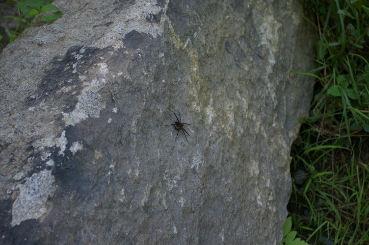 IMGP6367.jpg - Grass Spider  (Agelenopsis   pennsylvanica?)  with egg sac