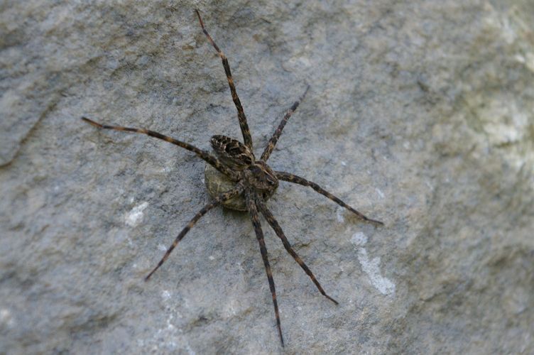 IMGP6372.jpg - Grass Spider  (Agelenopsis   pennsylvanica?)  with egg sac