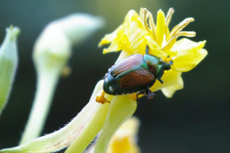 IMGP6619.jpg - Japanese Beetle  (Popillia japonica) 