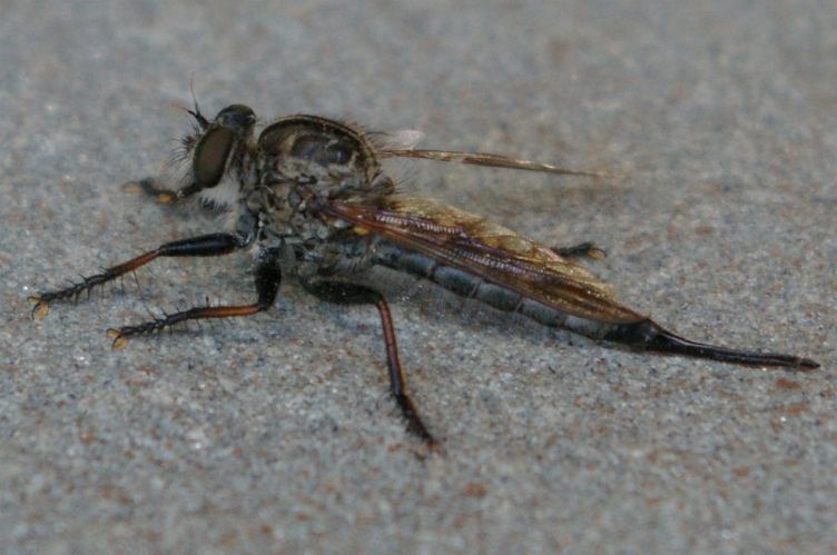 IMGP6985.jpg - Robber Fly  (Efferia tabescens) 