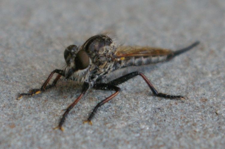 IMGP6987.jpg - Robber Fly  (Efferia tabescens) 