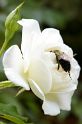Bumble_Bees