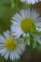 IMGP2741a